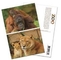 Postales animales baratas LENTICULARES PLÁSTICAS de las postales 3D del precio 3D con el material de hoja lenticular proveedor