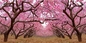 Impresiones lenticulares de la hoja de las nubes 3d de paisaje de las pinturas de la imagen lenticular al por mayor lenticular LENTICULAR PLÁSTICA del animal doméstico 3d proveedor